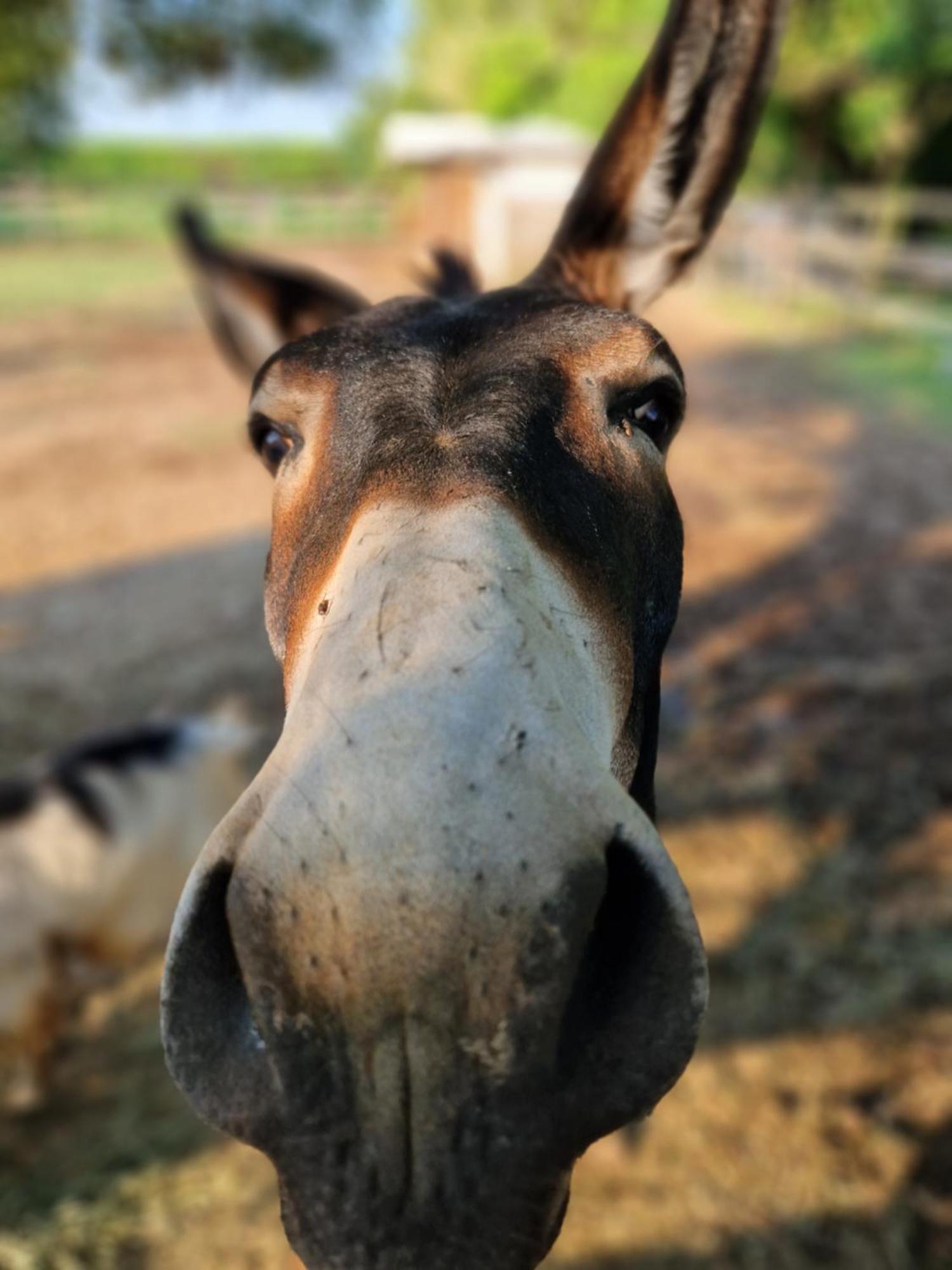 Agriturismo Corte Gaia Castiglione Delle Stiviere Dış mekan fotoğraf