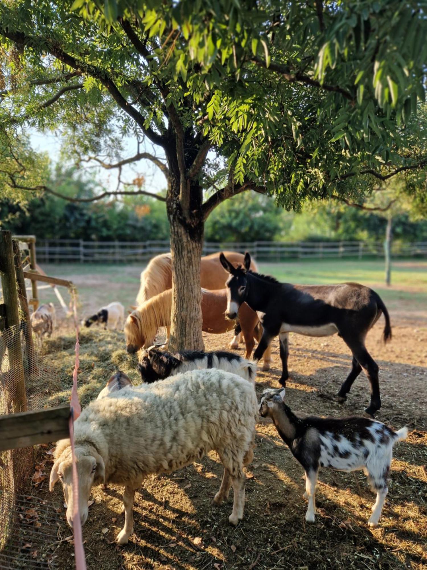 Agriturismo Corte Gaia Castiglione Delle Stiviere Dış mekan fotoğraf